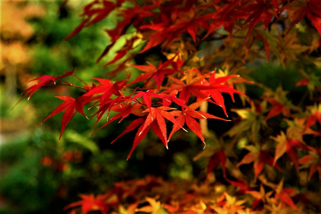 紅葉