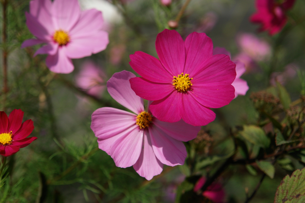 秋桜