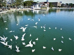 大濠公園　福岡市