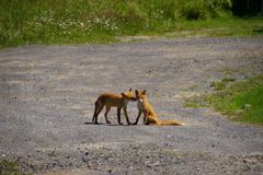 キタキツネの兄弟