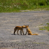 キタキツネの兄弟