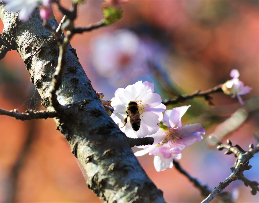 桜と紅葉とミツバチ