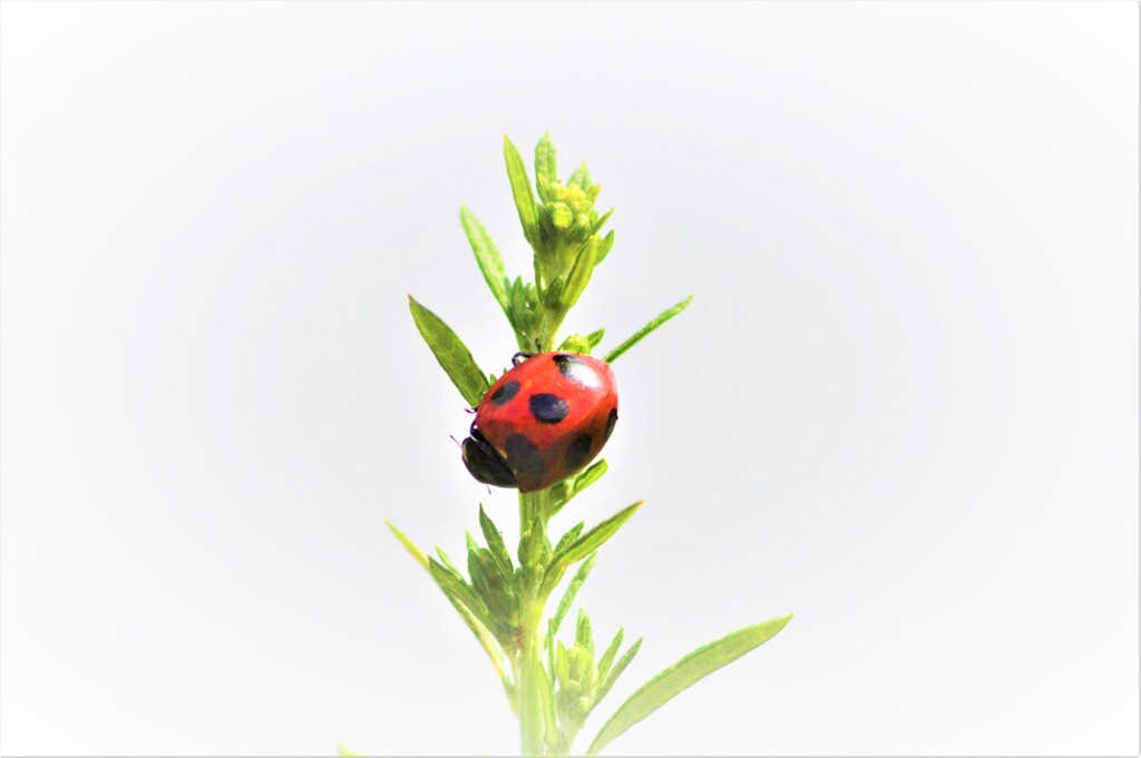 夏はもう終わり？