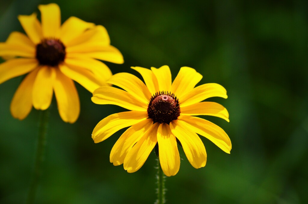 夏の花