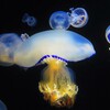 不思議な生き物
