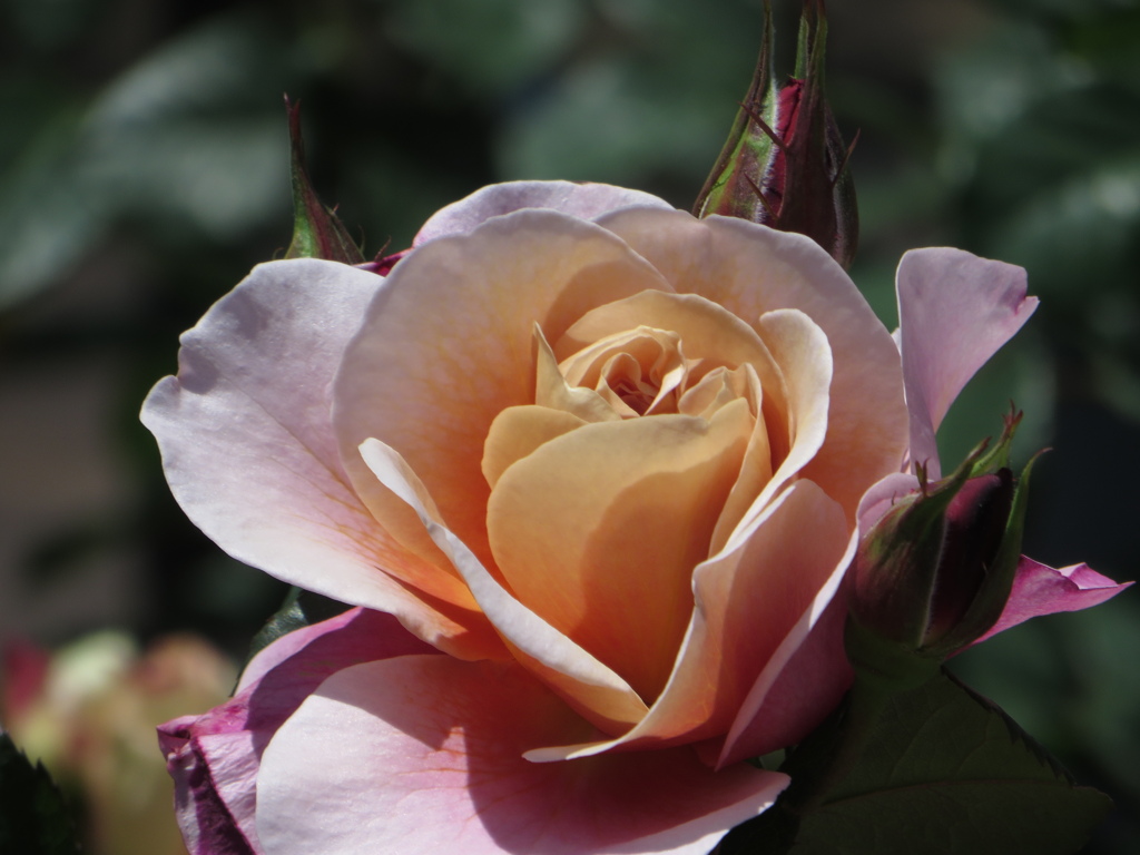 薔薇
