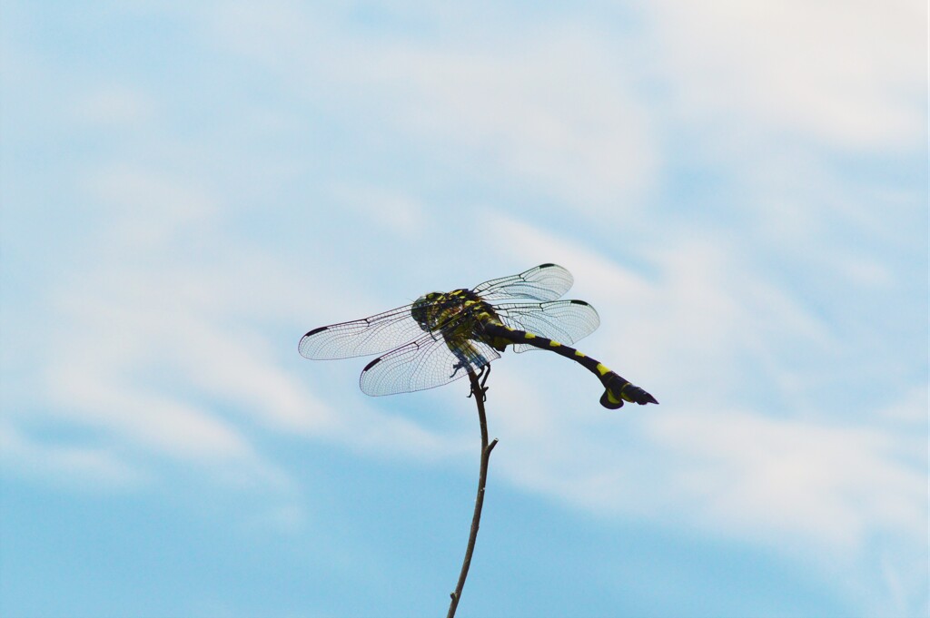 蜻蛉