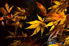紅葉　きいろ