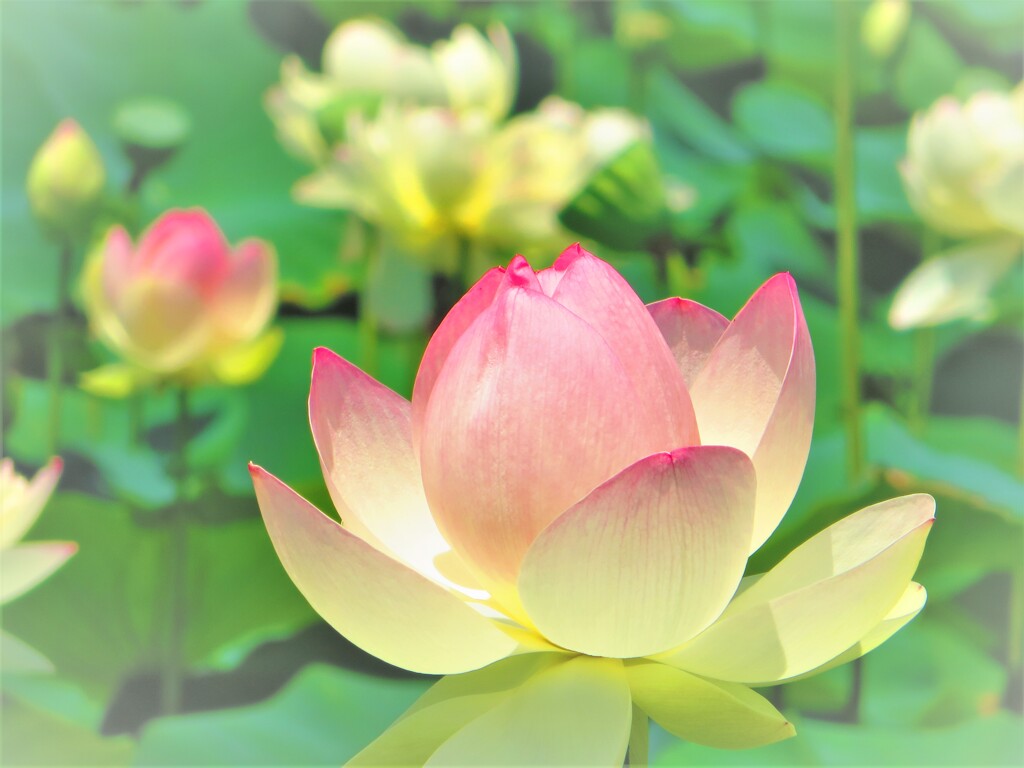 晴れの日　Japan