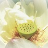 晴れの日　Japan　願い