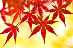 紅葉　あか