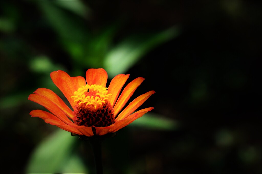夏の花