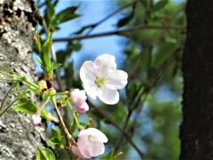 sakura