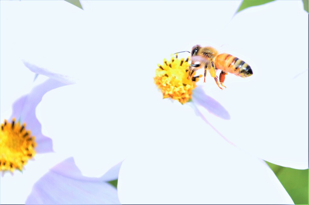 夏はもう終わり？