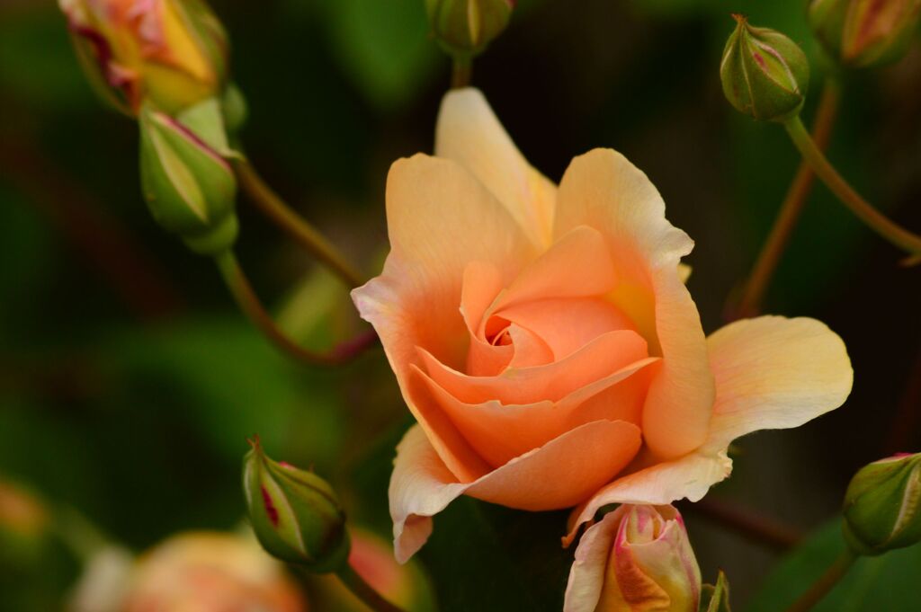 薔薇