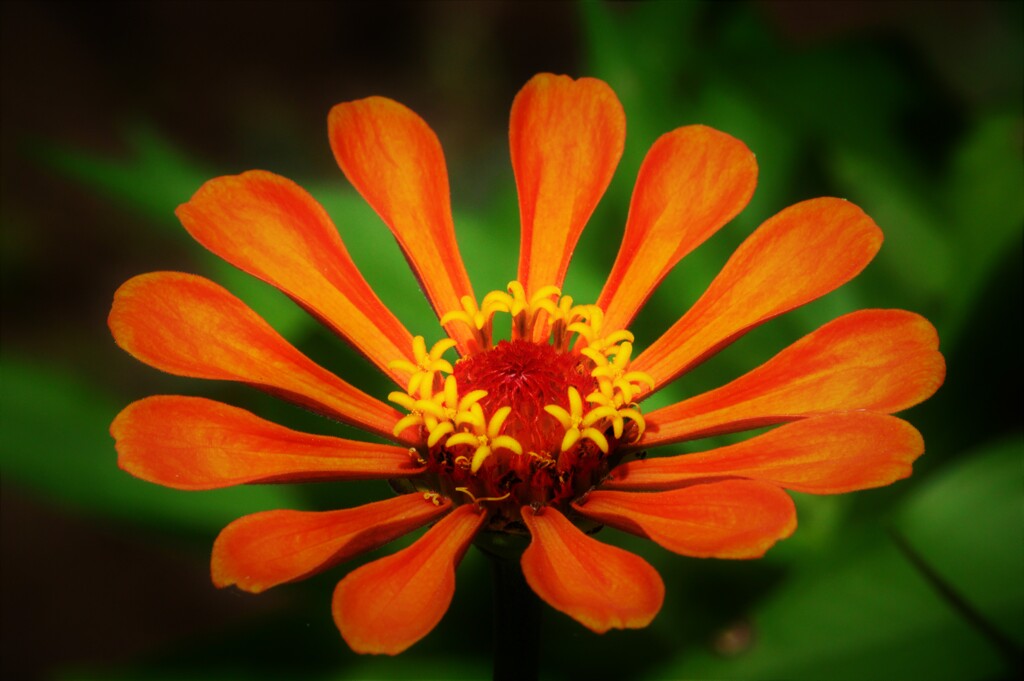 夏の花