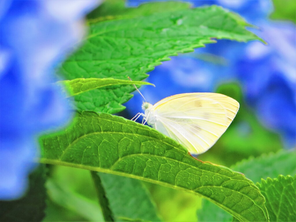 蝶と紫陽花