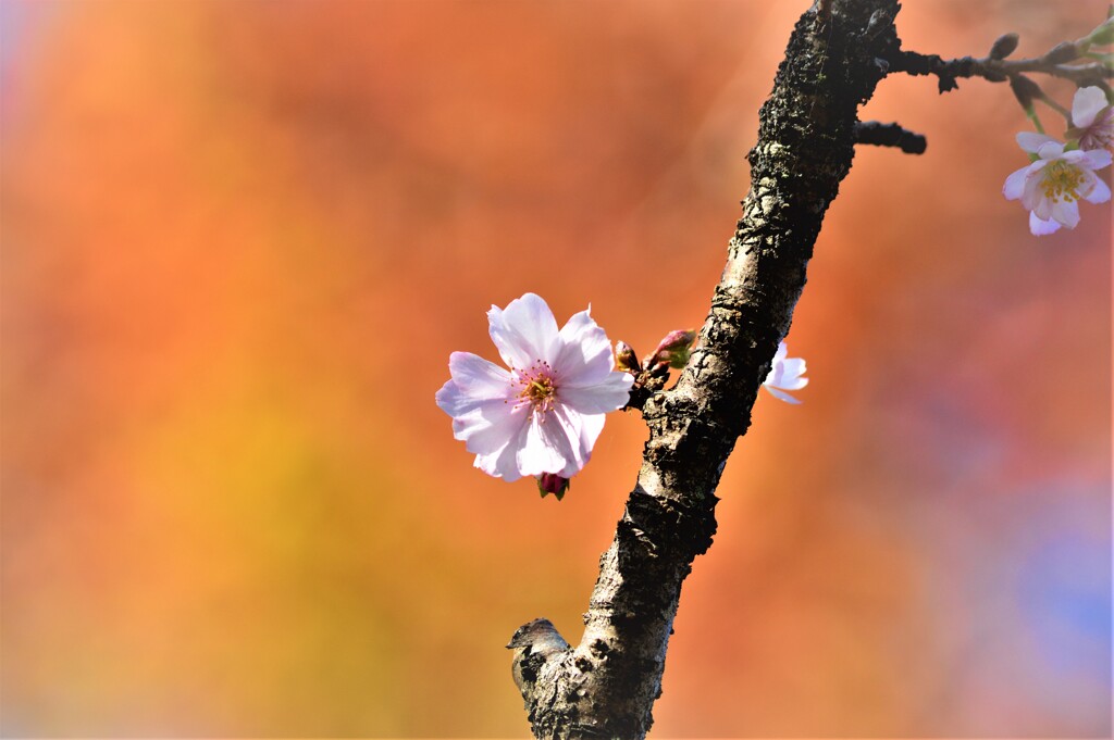 桜と紅葉１