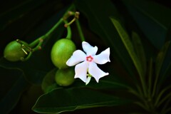 南の島の白い花