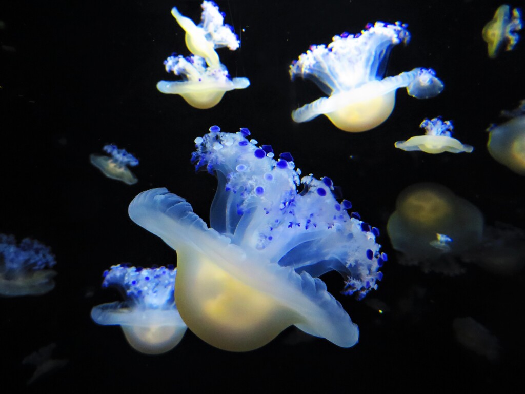 不思議な生き物