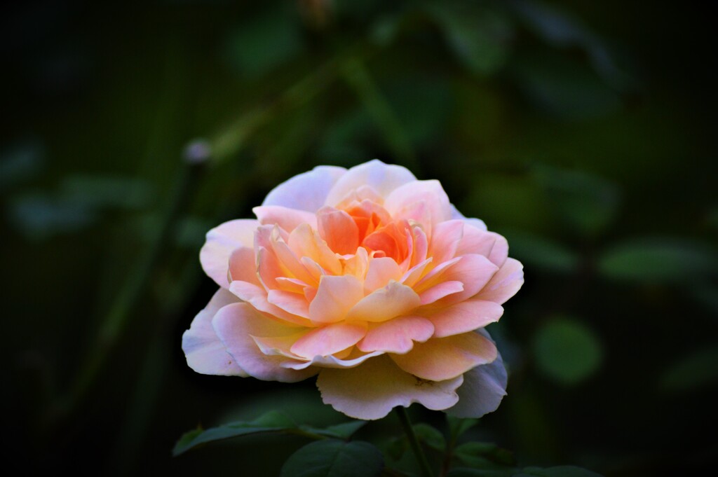 薔薇