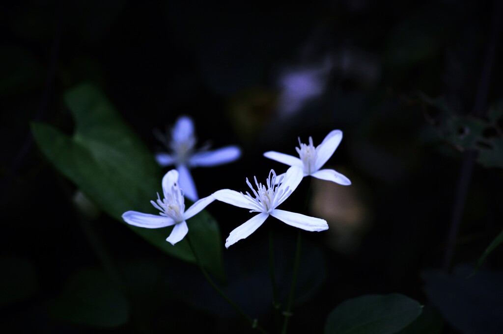 夏の花