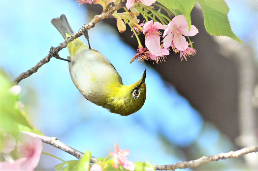 桜