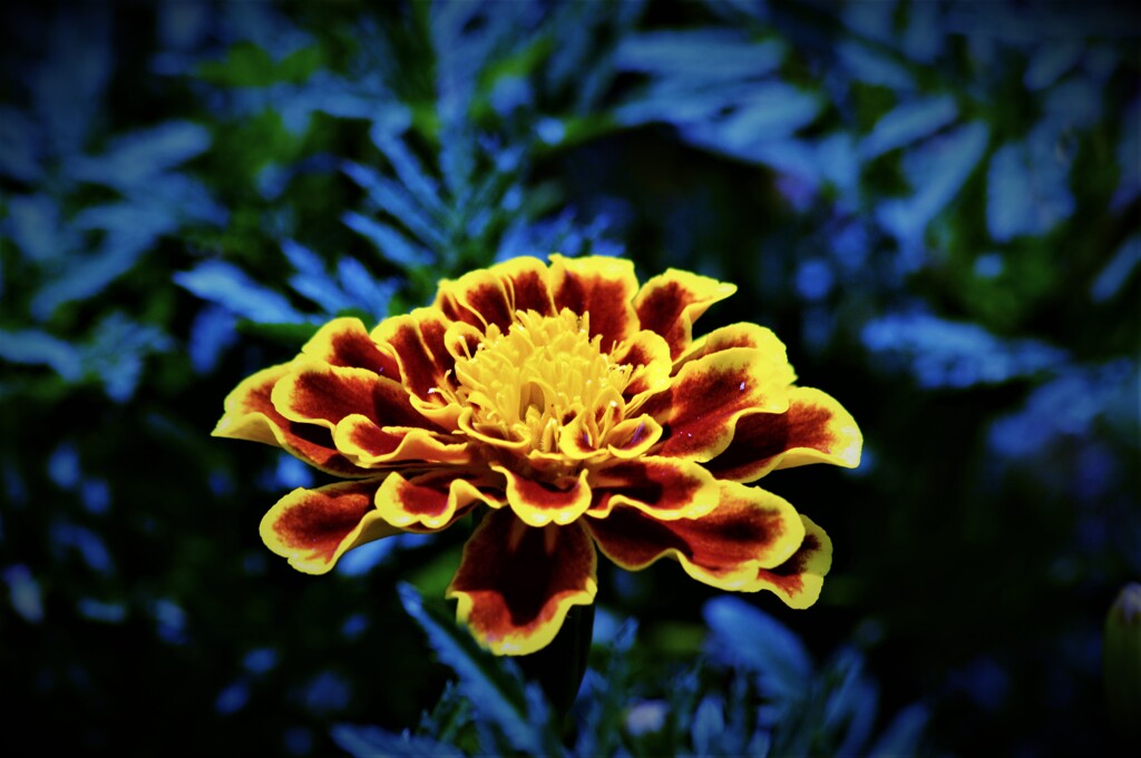 夏の花