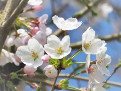 sakura