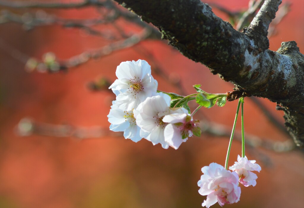 桜と紅葉２