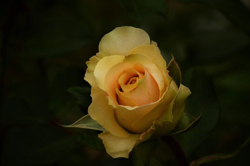 薔薇