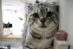 大輔