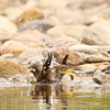 カワラヒワの水浴び