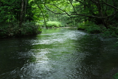 夏の渓流