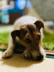 愛犬のファン太