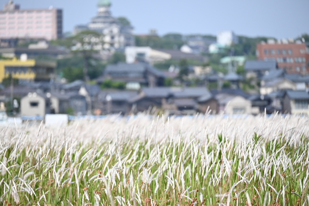 坂井市三国町新保周辺
