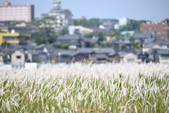 坂井市三国町新保周辺