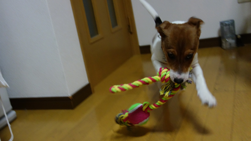 0歳の頃の愛犬ファン太