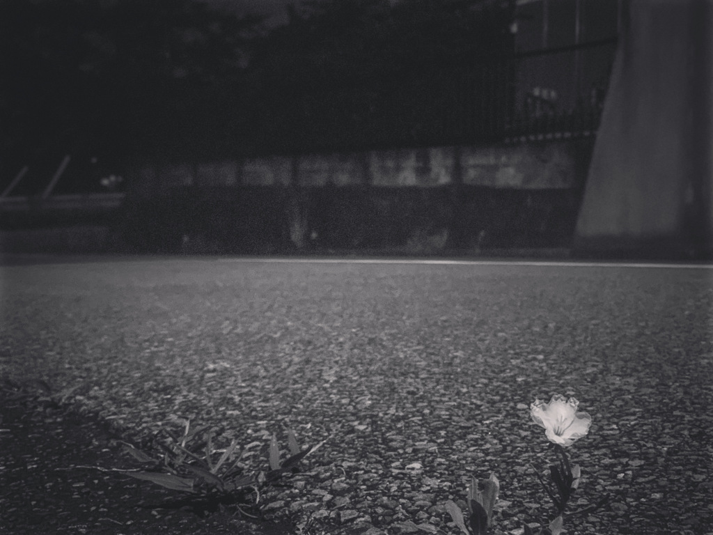 夜道で出逢った小さな花