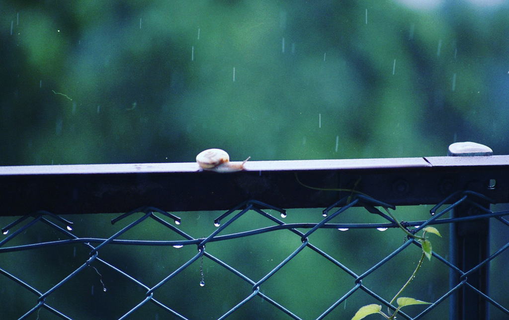 小さな梅雨景色