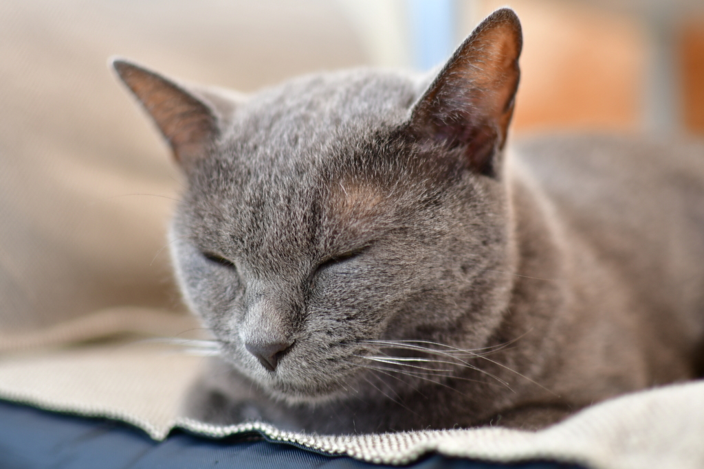 眠いにゃ〜