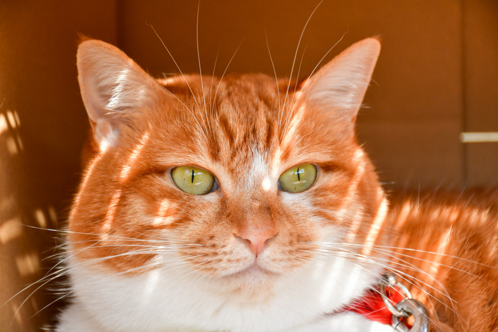 猫
