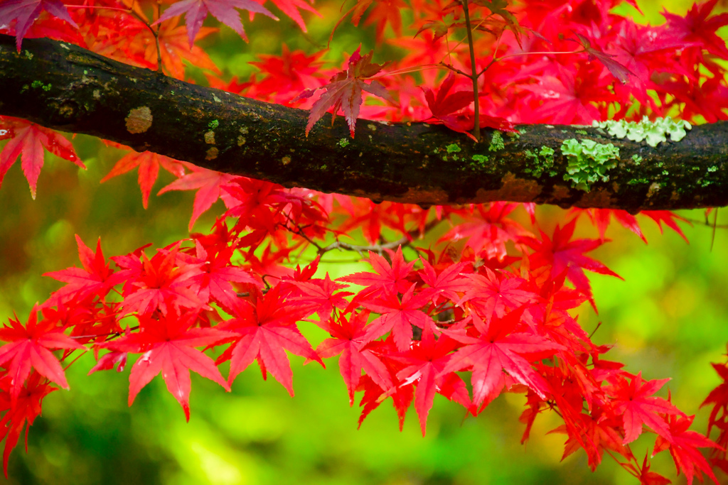 紅葉