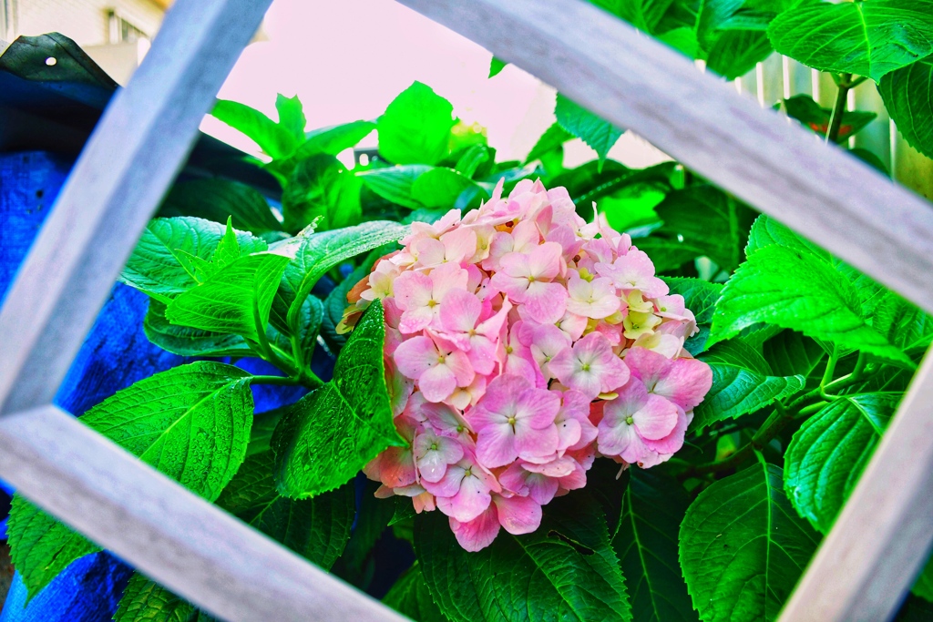 紫陽花