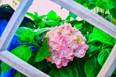 紫陽花