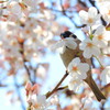 桜と雀