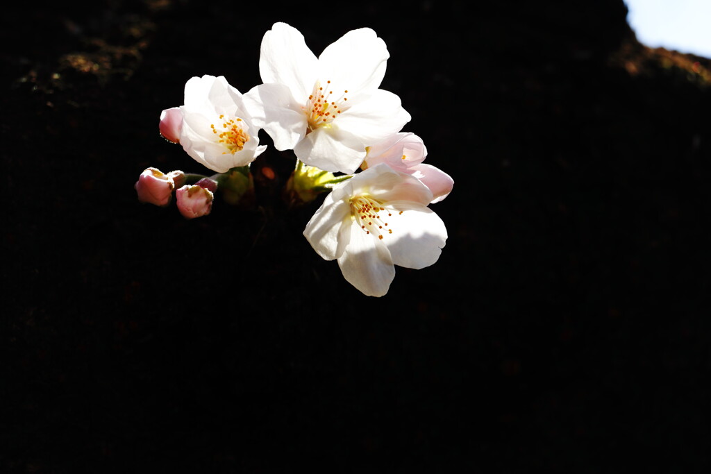 桜