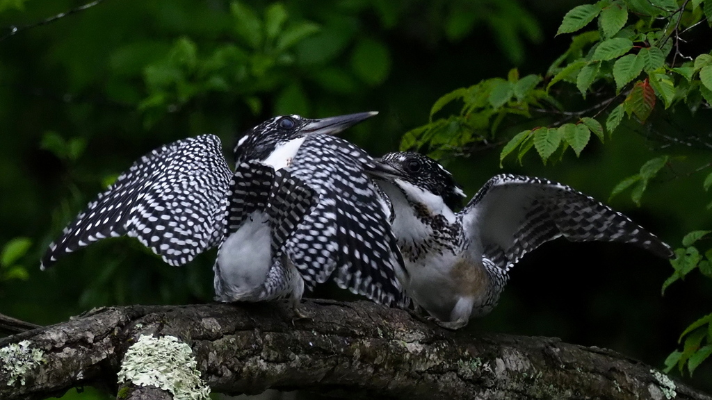 ひな祭り　兄弟喧嘩　その１７