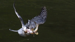 正面ライズ　お魚付き　　　その９