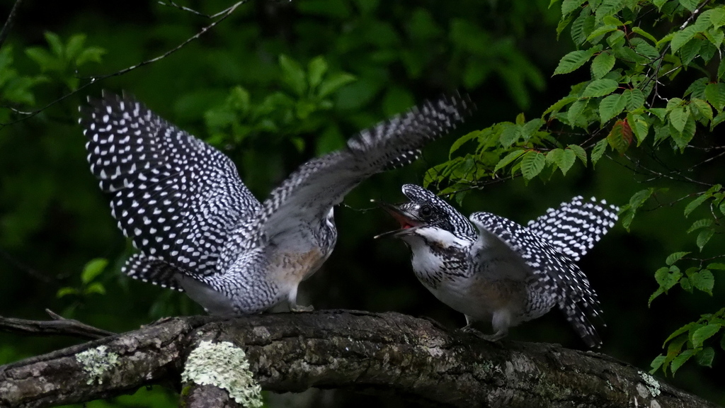 ひな祭り　兄弟喧嘩　その１５